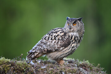 Portrait Eurasian eagle-owl sitting on the moss ground in the forest