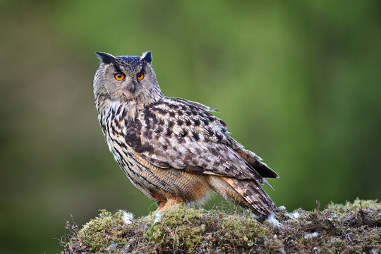 Portrait Eurasian eagle-owl sitting on the moss ground in the forest