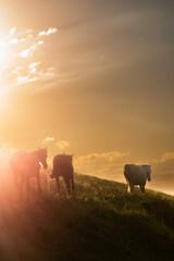 cows in the field at sunset