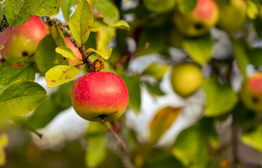 green apples with red blush on tree