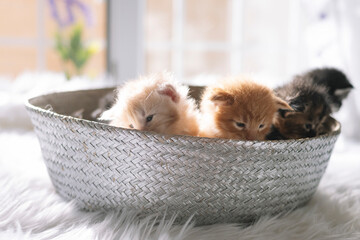 Colorful newborn kittens several days old