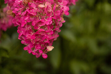 hortensja bukietowa Vanille Fraise  (Hydrangea paniculata)