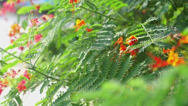 tamarind and leaf on the tree, leaves for the background, green background.
