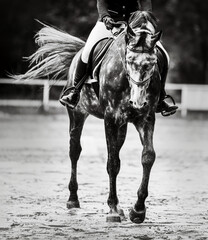 A black-and-white image of a beautiful dappled gray horse with a rider in the saddle, which gallops...