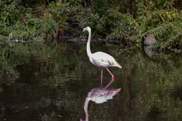 Flamingos Phoenicopterusare Wading Birds That