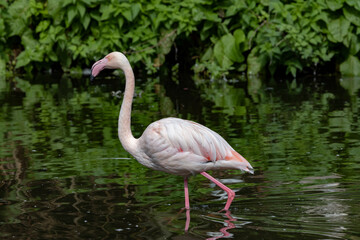 Flamingos (Phoenicopterus)are wading birds that are easily recognized by their long, stilt-like legs and rosy color. Here in Odense zoo,Denmark,Scandinavia,Europe