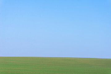 Green field with blue sky as background.