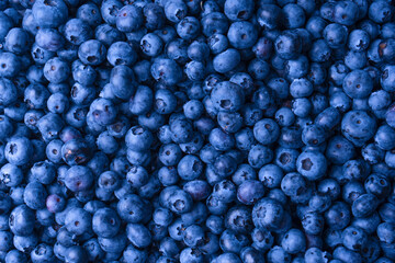 Fresh blueberry background. Texture blueberry berries close up.