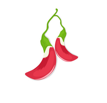 Sesbania grandiflora or Agasta is a type of red flowering plant on a white background. Vector