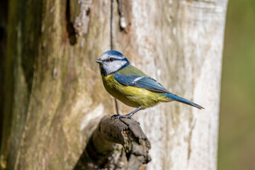 great tit on branch in spring