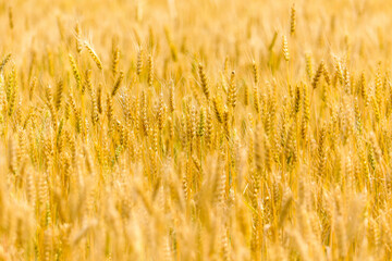 Spikelets of yellow and golden wheat on the field on a background of blue sky. Wheat ears. Wheat field in summer afternoon