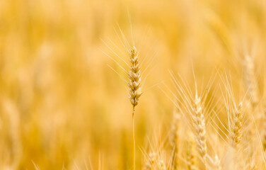 Spikelets of yellow and golden wheat on the field on a background of blue sky. Wheat ears. Wheat field in summer afternoon