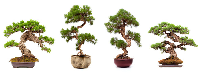 juniper bonsai trees, old and twisted - obrazy, fototapety, plakaty