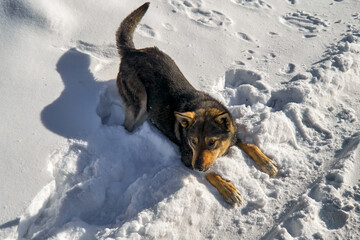 Portrait of a young dog standing against a background of white snow.