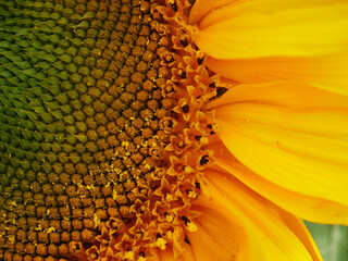 Sunflower with petals and stamen in full bloom close up macro 