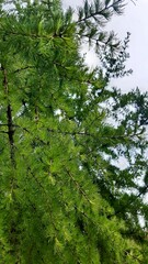 green larch branches in summer