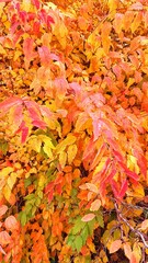 yellow-orange leaves on a bush