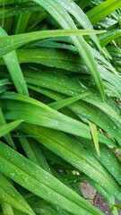 Fototapeta premium green leaves with dew drops