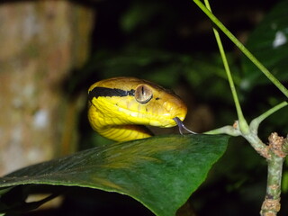 Snake in a tree