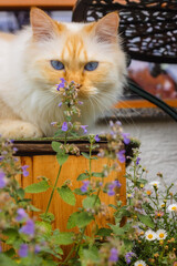 Blue-eyed cat sniffing on a flowering catnip plant 