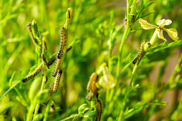 The caterpillars of the cabbage butterfly larvae eats the leaves of various cruciferous plants