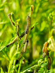 The caterpillars of the cabbage butterfly larvae eats the leaves of various cruciferous plants