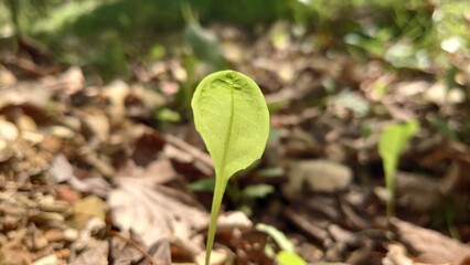 sprout in the ground