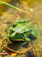 Rana esculenta - Edible frog or green frog in a natural environment