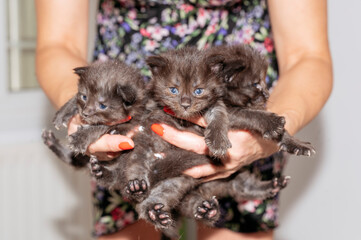 Woman's hands holding colorful multi-day old newborn kittens