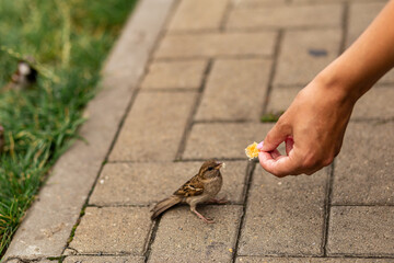The birds found the remains of bread crumbs in the spring park and are happy to eat them.