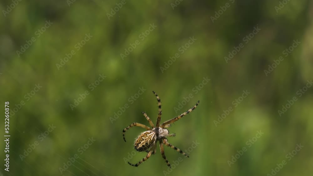 Poster view of a moving tarantula. creative. a large spider crawling along its web and moving large leaves 