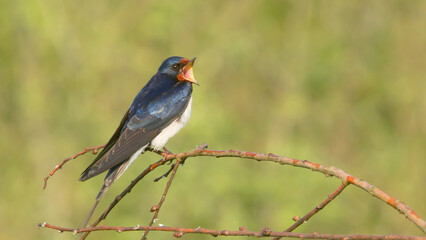 Barn swallow singing adult bird on a branch in spring, Hirundo rustica