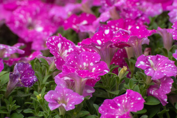 Petunia, a flowering plant of South American origin