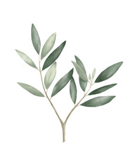 Watercolor olive branch with leaves isolated on white background. Floral illustration 