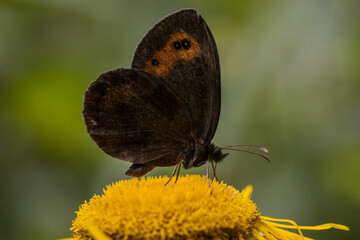 The Woodland Ringlet
