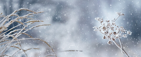 Winter background with snow and ice covered dry plants on blurred background during snowfall
