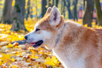 Naklejka na ściany i meble Close-up portrait of an Akita dog in profile in an autumn park on a background of yellow leaves