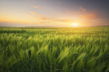 Fototapeta premium Meadow of wheat on sundown.