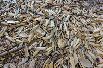 a lot of leaves fallen on the ground