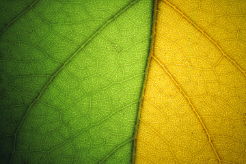 Macro of green leaf texture.