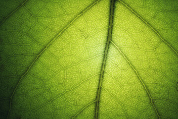 Naklejka na ściany i meble Macro of green leaf texture.