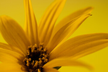 beautiful blooming yellow flower light background stock