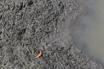 bird footprint in the mud near puddle