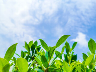 green leaves sky and clouds background bright and beautiful