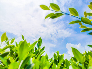 green leaves sky and clouds background bright and beautiful