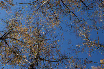 green trees and vegetation in a beautiful forest forest