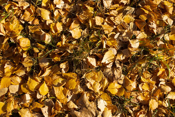 green trees and vegetation in a beautiful forest natural