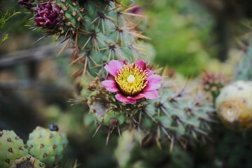 Chollas Flower