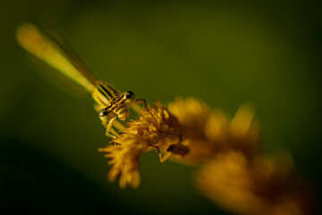 Libelle steht Modell als Close up