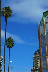 Edificio con ventanas tipo espejos con palmeras alrededor y cielo azul